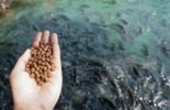 Hand holding feed for farm animals