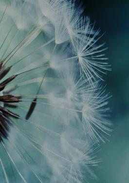 Dandelion, Plant, Clarity