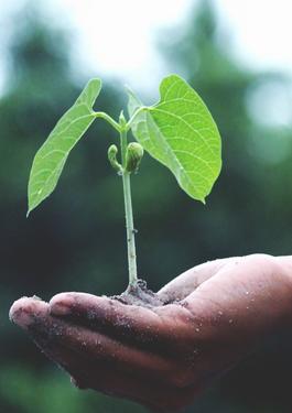 PLANT SUSTAINABILITY