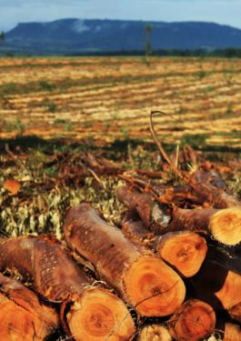 Raw materials - Chopped wood in a field with mountains afar