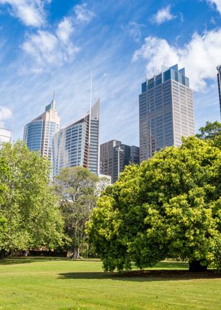 Buildings and trees