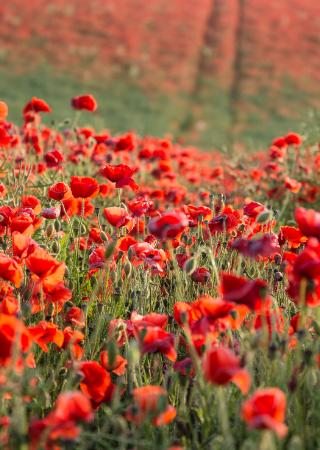 Remembrance Day