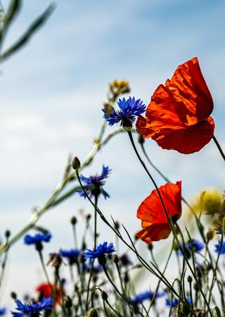 TNFD biodiversity in field of flowers