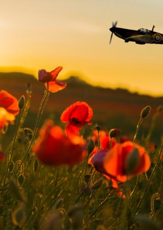 Remembrance Day poppy 