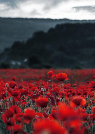 Remembrance Day poppy