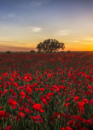 Poppy field