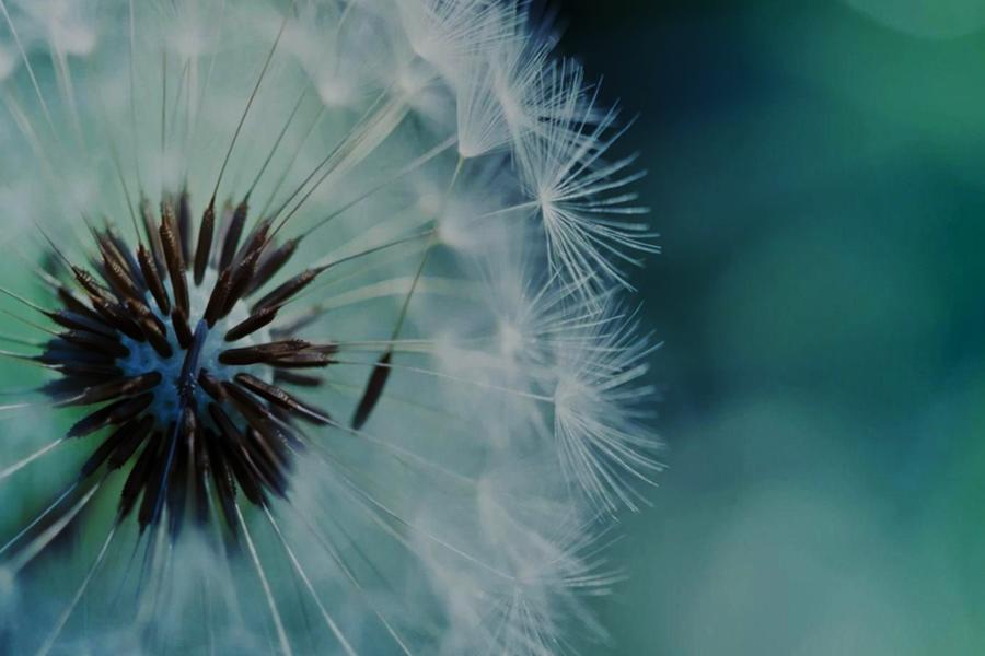 Dandelion, Plant, Clarity