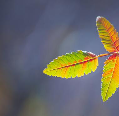 Leaf in nature for sustainability reporting