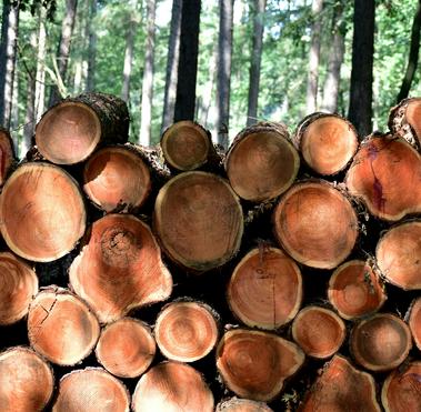 Stack of logs for global reporting initiative